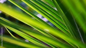 palm leaf texture, abstract green pattern of foliage plant in nature. Slow motion, macro close up.