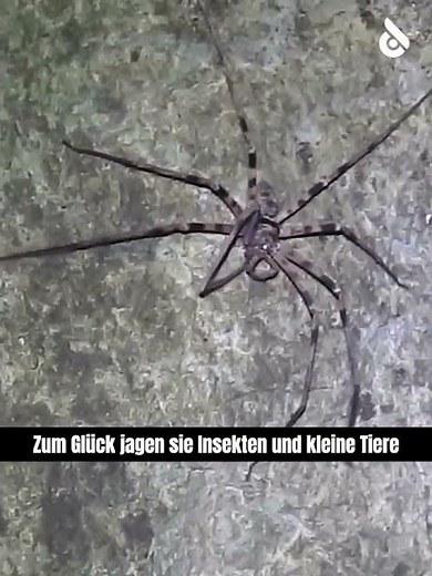 Das ist eine riesige Spinne, direkt aus deinen Albträumen!