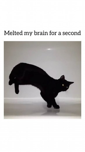 FUNNY / MEMES / VIDEOS / FACTS on Instagram: "Cats are aliens / @stupory_  #cat #catlife #kitty #illusion #alien"