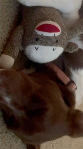 #mybestie is an English Barn Dog #puppy #dog #dingo #funny #puppyvideos #cutepup #funnypuppy