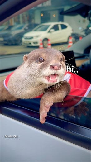 Cute Otter's Mischief! Naughty 🦦🥰