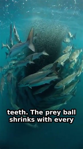 A Living Tornado of Teeth That Nothing Escapes Alive