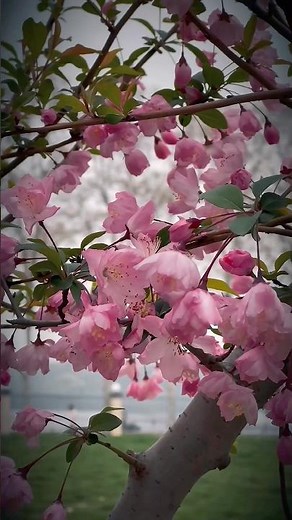 Spring in China 2026