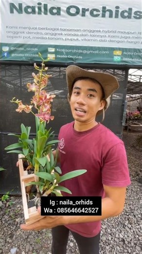 Promo Imported Dendrobium Splash Orchids 250k #shorts