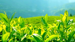 From Green Leaf to Steaming Cup: The Global Tea Production Process