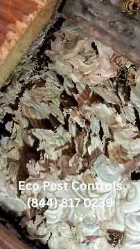 Massive Yellow Jacket Nest Removal | Call 844 817 0239 | #pestcontrol #yellowjacketremoval