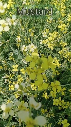 Mustard Bumper Crop Secrets #raya #Sarsoon #Canola #mustard