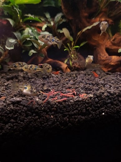 dwarf puffer fish . #peapuffer #pufferfish #bloodwormfeeding #freshwaterpufferfish #freshwateraquarium