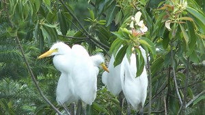 635K views · 5K reactions | Thousands of rare egrets were recently spotted flying in a wetland in Jiangxi Province, east China. | CGTN | Facebook