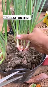 spring onion benefits is its ability to reduce digestive and intestinal disorders. The fiber and probiotic content help eliminate toxic waste, improve digestion, and enhance mineral absorption. #fypシ゚viralシ #viralreels #fypviralシ #trendingreelsvideo #fypシ #reelschallenge #gardentips #plantingtips #gardening #Canaan #organicfertilizer #trendingpost #trendingnow #highlights #viralpost #millionviews #followforfollowback #follower #organic #onions | Canaan All in One Fertilizer Original Direct Suppl