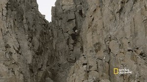 Brutal First Flight: Barnacle geese frequently build their nests high on mountain cliffs and on hatching, the parents show them the way to jump from the cliff and the goslings follow them by instinct and take the plunge. Only 50% survive the jump and predators on the ground.