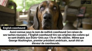 Voici 4 races de chiens extrêmement rares