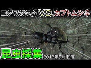 【カブトムシ・クワガタ】 昆虫採集 2017年5月下旬