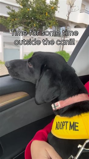 Friends of Canil De Portimão on Instagram: "MEET RUBY ✨ Ruby is around 10 months old and full of love, joy and everything else you’d want in a perfect dog! She was discarded because of a broken paw ❤️‍🩹 but with plenty of rehabilitation, care and patience, she is healed up and READY for a home! 🏡 ✅ Ruby is fantastic with all other dogs, children, cats, in the car, and an extremely fast learner! She is sterilised and ready to go…. Ruby is a classic Labrador mix; loving exercise and all things l