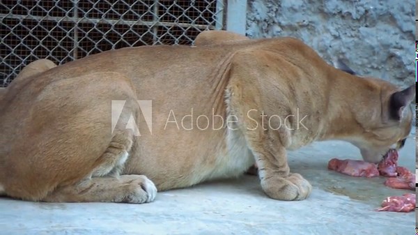 Close up shot of Florida panther eating meat. Florid panther (Puma concolor coryi). Stunning Florida Panther Eating meat in a Forest Park. Slow Motion Footage