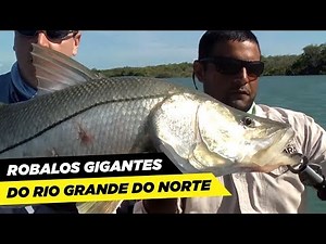 ROBALOS GIGANTES DO RIO GRANDE DO NORTE!
