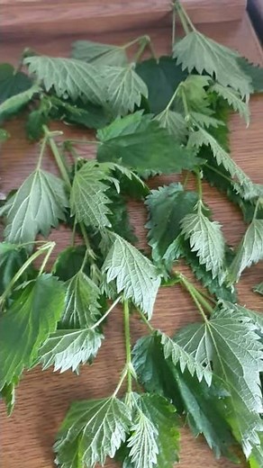 un séchage de fleurs d'aubépine