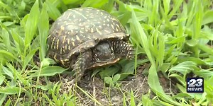 Researchers conduct fieldwork on state-threatened Ornate Box Turtle