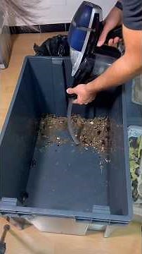 Cleaning my exotic roach colony!