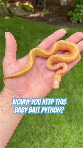 Would You KEEP This Baby Ball Python!?