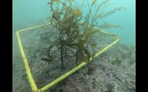 基于孢子粘附功能的大型海藻生态修复技术研究