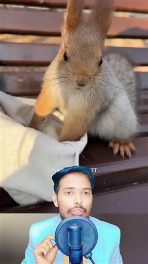 The Unique Friendship Between a Little Squirrel and a Girl 🐿️❤️ #animals #animallove #squirrel