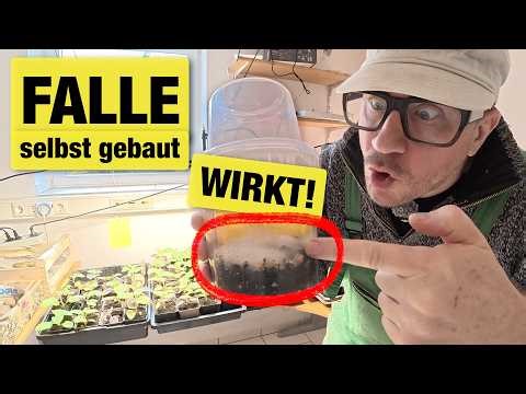 Mit dieser selbst gebauten Falle bin ich sie los - die Trauermücken im Haus und im Garten.