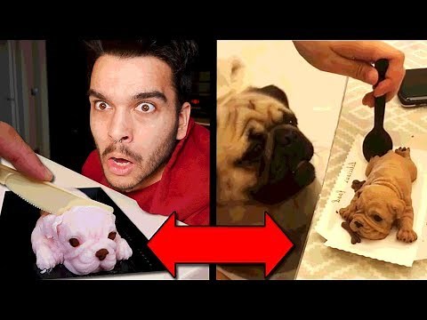 Funny Dog Reaction to Dog Cake IN REAL LIFE! (Meme Taste Test)
