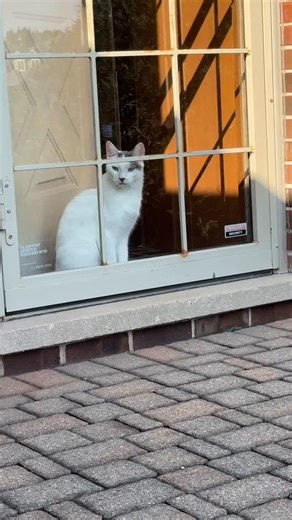 Sam is one of 4 small kittens, including their young mother, I rescued 5 years ago from a rural property that was not inhabited. I kept Sam & Jerry here. My dear sister took Momma cat and the other 2 kittens. All 5 are living happily indoors now. | Keith Fox