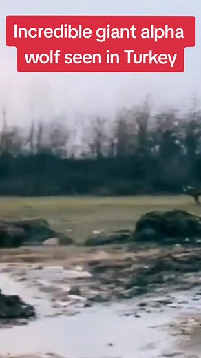 Amazing Giant Alpha Wolf - Captivating Footage from Turkey