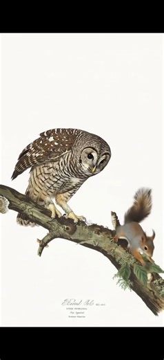 Barred Owl - Brought to Life - Inspired by John James Audubon Plate 46