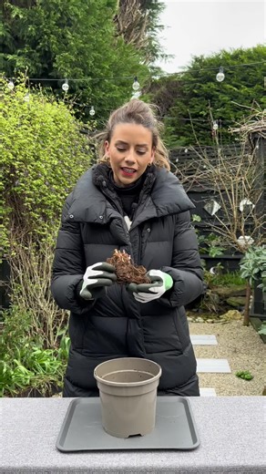 Planting Astilbe Bare Root Plants: A Gardening Guide