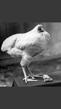 Headless Chicken 🐔 Mike Who Survived 18 Months Without Head | Arun Rawat
