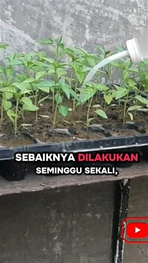 Providing Nutrition to Chili Plants #penagarden #mychiliplants #chili