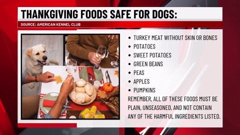 Don’t poison your pet: Thanksgiving foods that are toxic to feed dogs