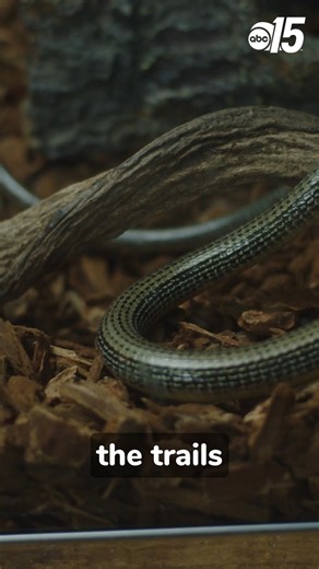 5.5K views · 17 reactions | Lizards, birdwatching and shark teeth, oh my!年麗 There's a lot happening at the Myrtle Beach State Park. You can meet snakes and a glass lizard, which looks like a snake, inside the Nature Center. ️Amanda Kinseth Giorgio Citarella https://bit.ly/3US1Hla | WPDE ABC15 | Facebook
