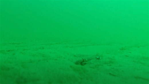 Woman dropped GoPro to bottom of the ocean, leaving people terrified