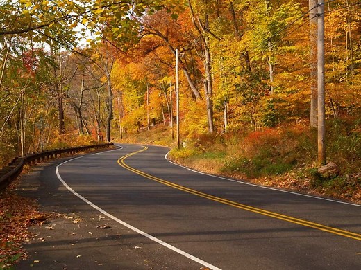 19 Most Common Trees In New Jersey - ProGardenTips