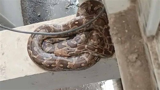 Python | బాచుప‌ల్లిలో కొండ‌చిలువ ప్ర‌త్య‌క్షం.. ఆందోళ‌న‌లో అపార్ట్‌మెంట్ వాసులు