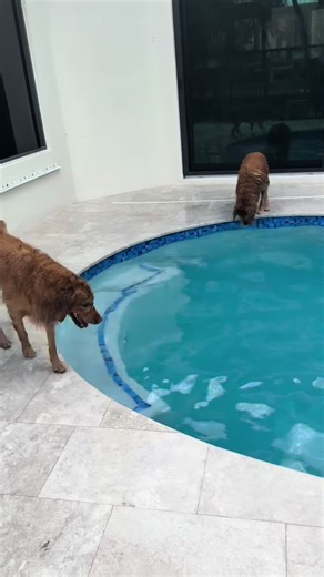 Golden Retriever Swimming Fun: Dive into Happiness!