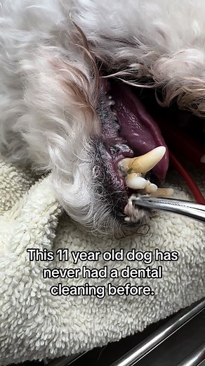 Importance of Regular Dog Dental Cleaning: Tips for Pet Owners