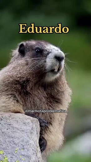 Marmota Gritando Eduardo - Vídeo Engraçado de Meme de Marmota