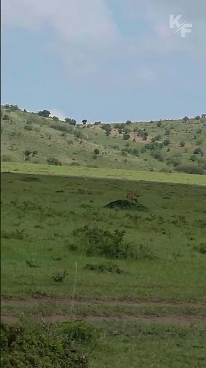 Cheetah vs Gazelle Chase Gone Wrong 🐆