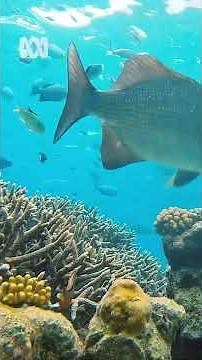Coral reef – Cocos Island, Western Australia | Nature Escapes | ABC Australia