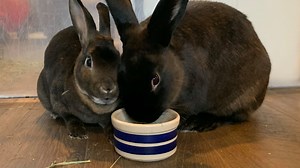 Grand Rapids, MI 49525 Veterinarians | Wholehearted Veterinary Care