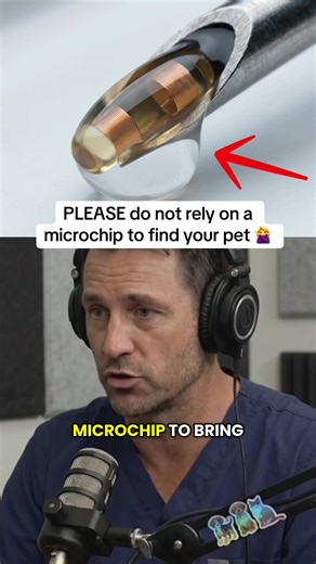 Why Microchips Alone Won't Find Your Lost Pet