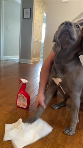 A limpiar se ah dicho #limpieza