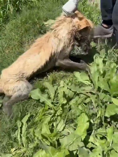 #rescueme #themissing #longlostfamily #founded #stillmissed #safeandfound #findourmissing