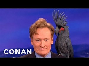 Animal Expert David Mizejewski: Black Palm Cockatoo & Crocodile | CONAN on TBS