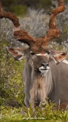 The silent hunt… one shot, one chance 🦌🏹#shortsfeed #viralvideo #trending #wildlife